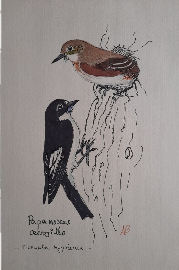 Papamoscas cerrojillo