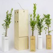 miniatura granado para regalo