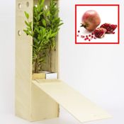 miniatura granado pequeño