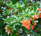 miniatura flor de granado