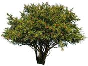 miniatura árbol de granado