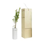 miniatura Arbolito de pequeño tamaño en caja de madera. Alveolo forestal del granado