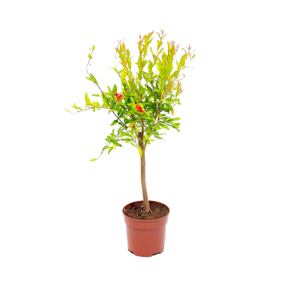 Granado miniatura tipo bonsái - Planta Viva en maceta de 14 cm