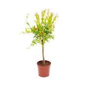 miniatura Granado miniatura tipo bonsái - Planta Viva en maceta de 14 cm