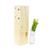 miniatura Granado enano - Arbolito de pequeño tamaño en caja de madera