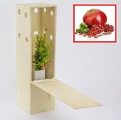 miniatura granado enano