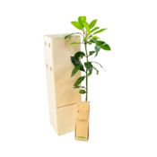 miniatura Laurel - Arbusto aromático de pequeño tamaño