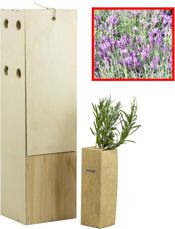 miniatura Lavandula lafifolia