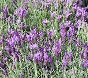 miniatura lavanda para regalo