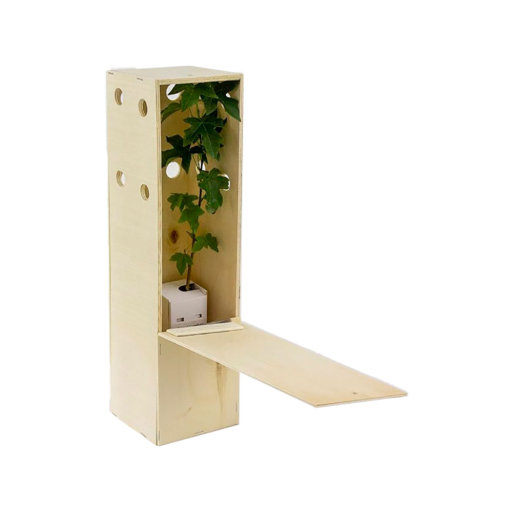 Liquidambar. Arbolito de pequeño tamaño en caja de madera. Alveolo forestal