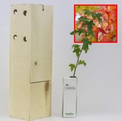 miniatura Liquidambar