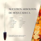 miniatura árbol caducifolio