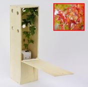 miniatura arbolitos pequeños