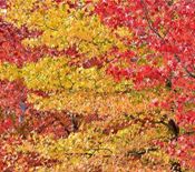 miniatura Liquidambar styraciflua