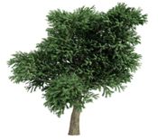 miniatura árbol de madroño arbutus unedo