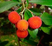 miniatura fruto del madroño