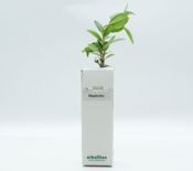 miniatura 	Madroños para regalo