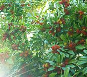 miniatura ramas y hoja árbol madroño