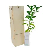 miniatura Naranjo amargo. Arbolito pequeño -Alveolo forestal