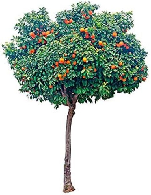 árbol de naranjo amargo