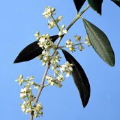 miniatura flor del olivo