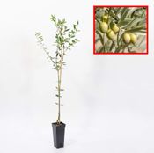 miniatura olivo manzanillo