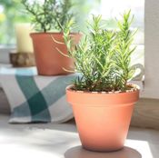 miniatura condimento para el guiso