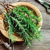 miniatura Salvia rosmarinus