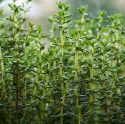 miniatura planta para jardín