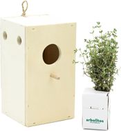 miniatura Tomillo Thymus Vulgaris