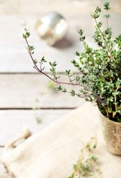 miniatura Thymus Vulgaris