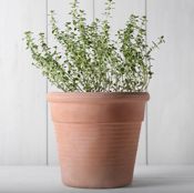 miniatura planta para mejorar la digestión