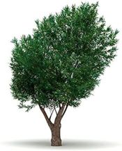 miniatura Olea oleaster
