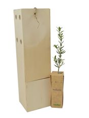 miniatura Acebuche Arbolito pequeño