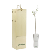 miniatura Álamo o Chopo Arbolito en Cepellón