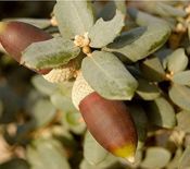 miniatura fruto del alcornoque