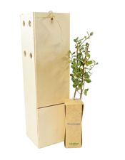 miniatura Alcornoque Arbolito pequeño