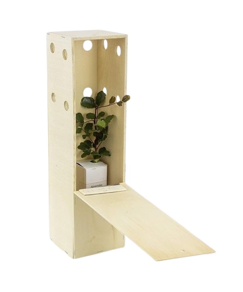 Algarrobo Arbolito pequeño