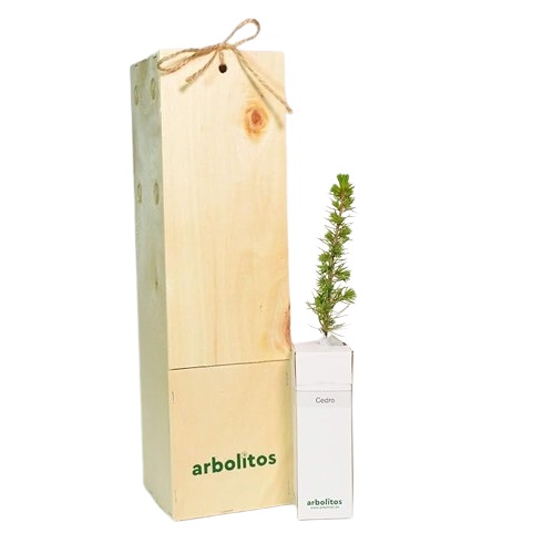 Cedro libanés Arbolito pequeño