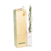 miniatura Ciprés Arbolito pequeño