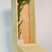 miniatura planta para regalar