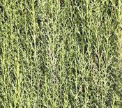 miniatura cupressus sempervirens