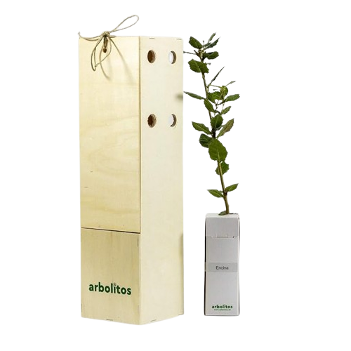 Encina Arbolito pequeño