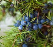 miniatura fruto del enebro