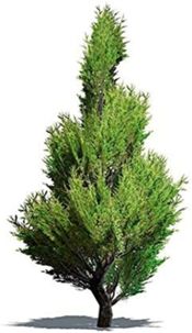 miniatura juniperus oxycedrus