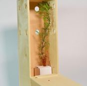 miniatura planta para regalar