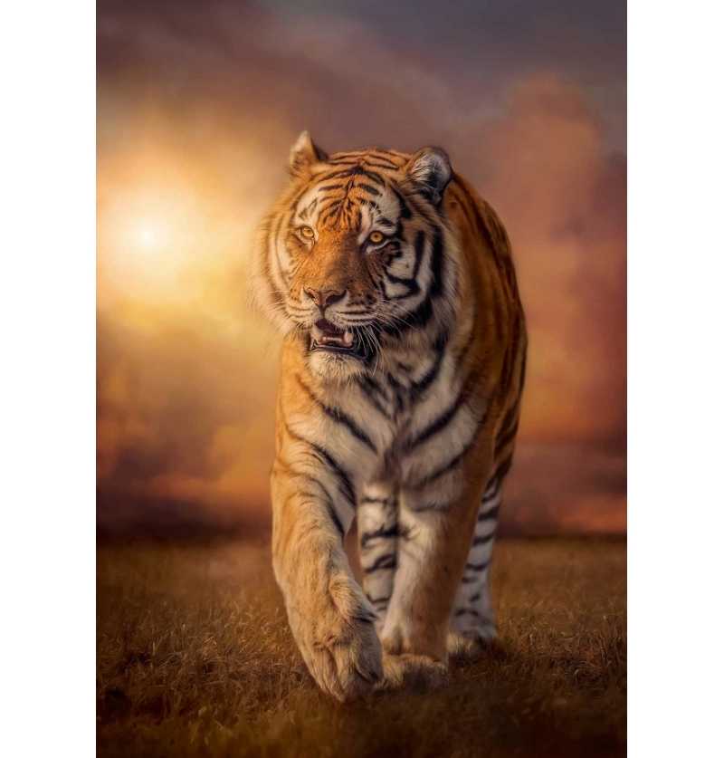 Clementoni Puzzle 1500 piezas Tigre caminando por la Sabana