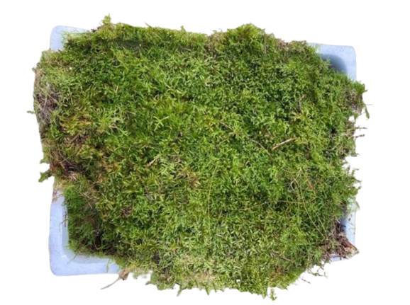 Caja de musgo plano