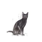 miniatura Royal Canin Sterilised 2 kg 3