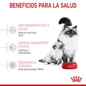 miniatura Royal Canin Mother & Babycat 2 kg 7